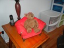 Lori's Bear sitting next to Me