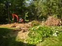 Removing the trees