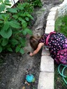 Lilly planting flower seeds