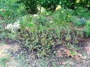 Flowers at the Cemetery